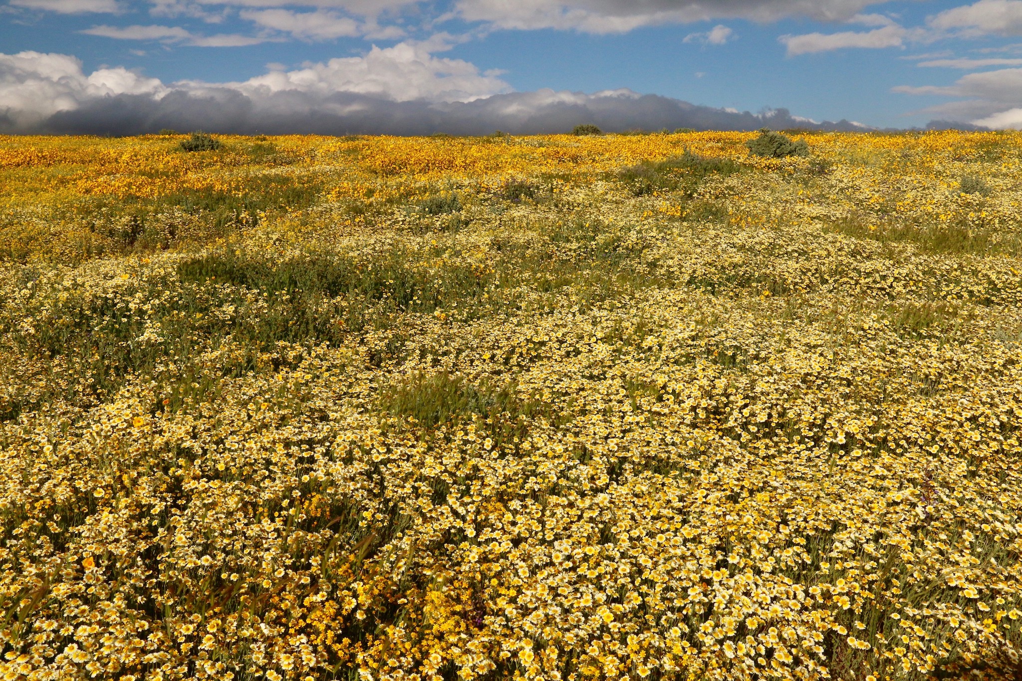 Different Flowers