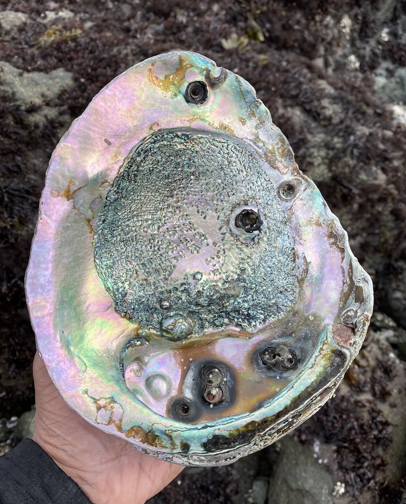Abalone
