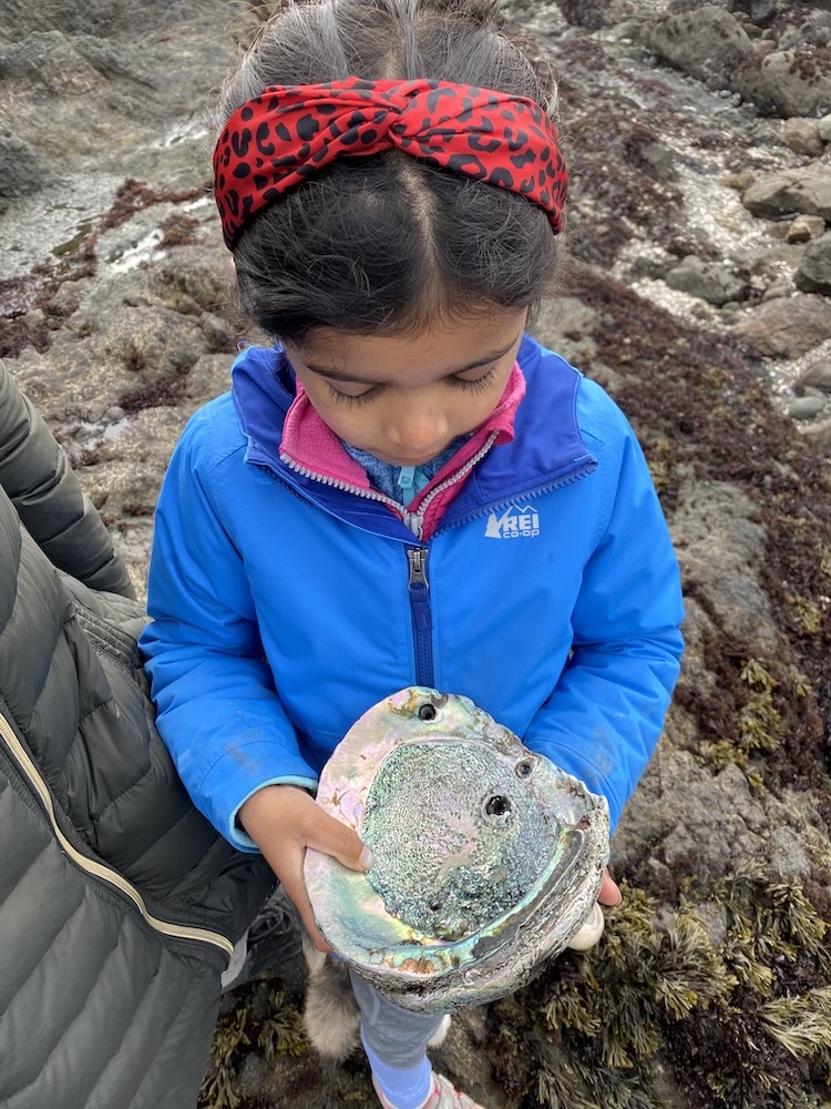 Abalone
