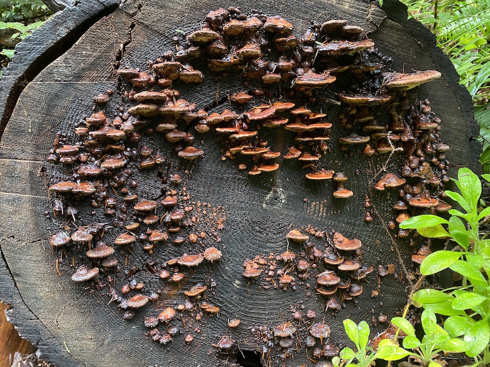 Fungus