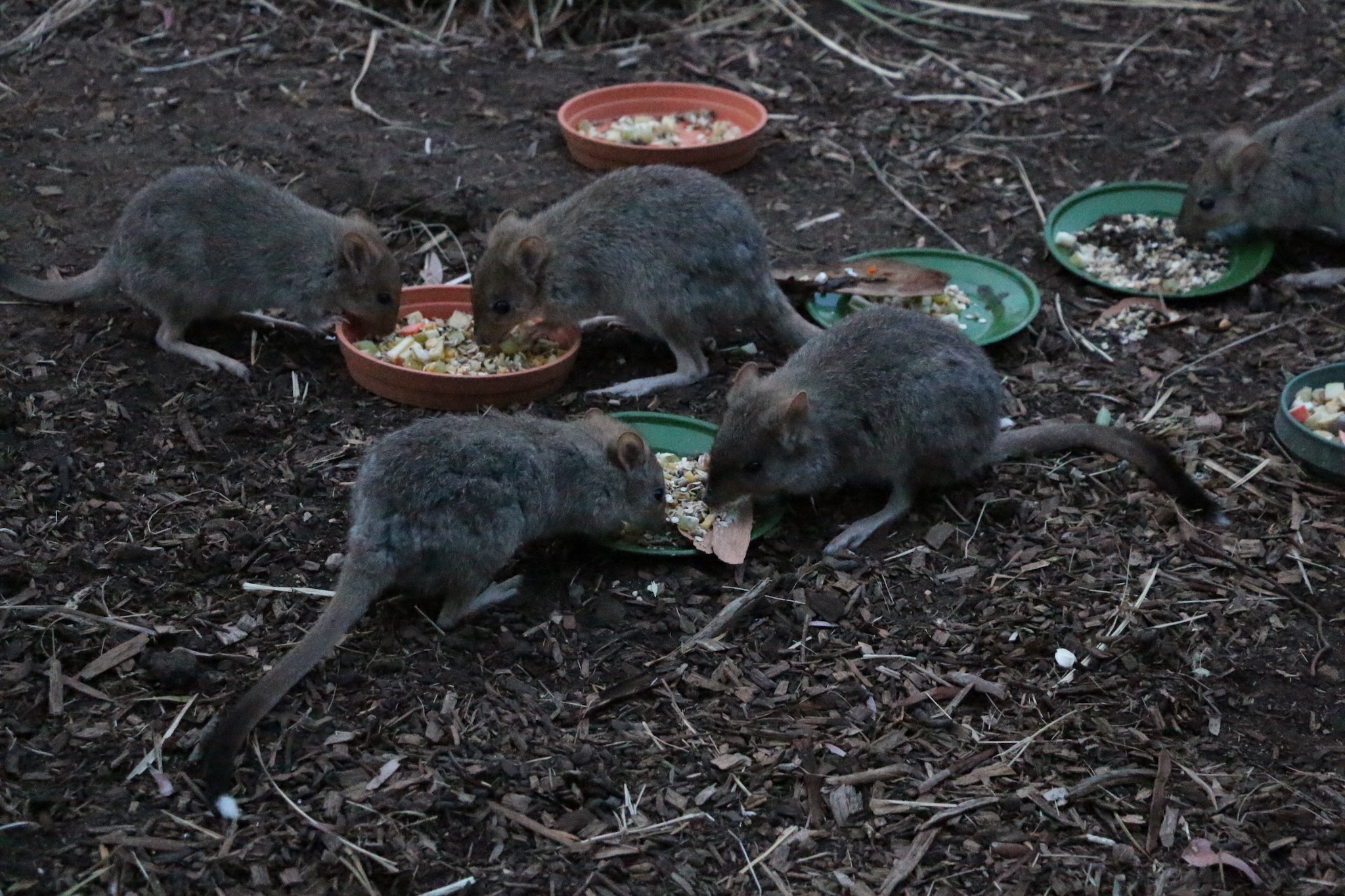 Bettongs