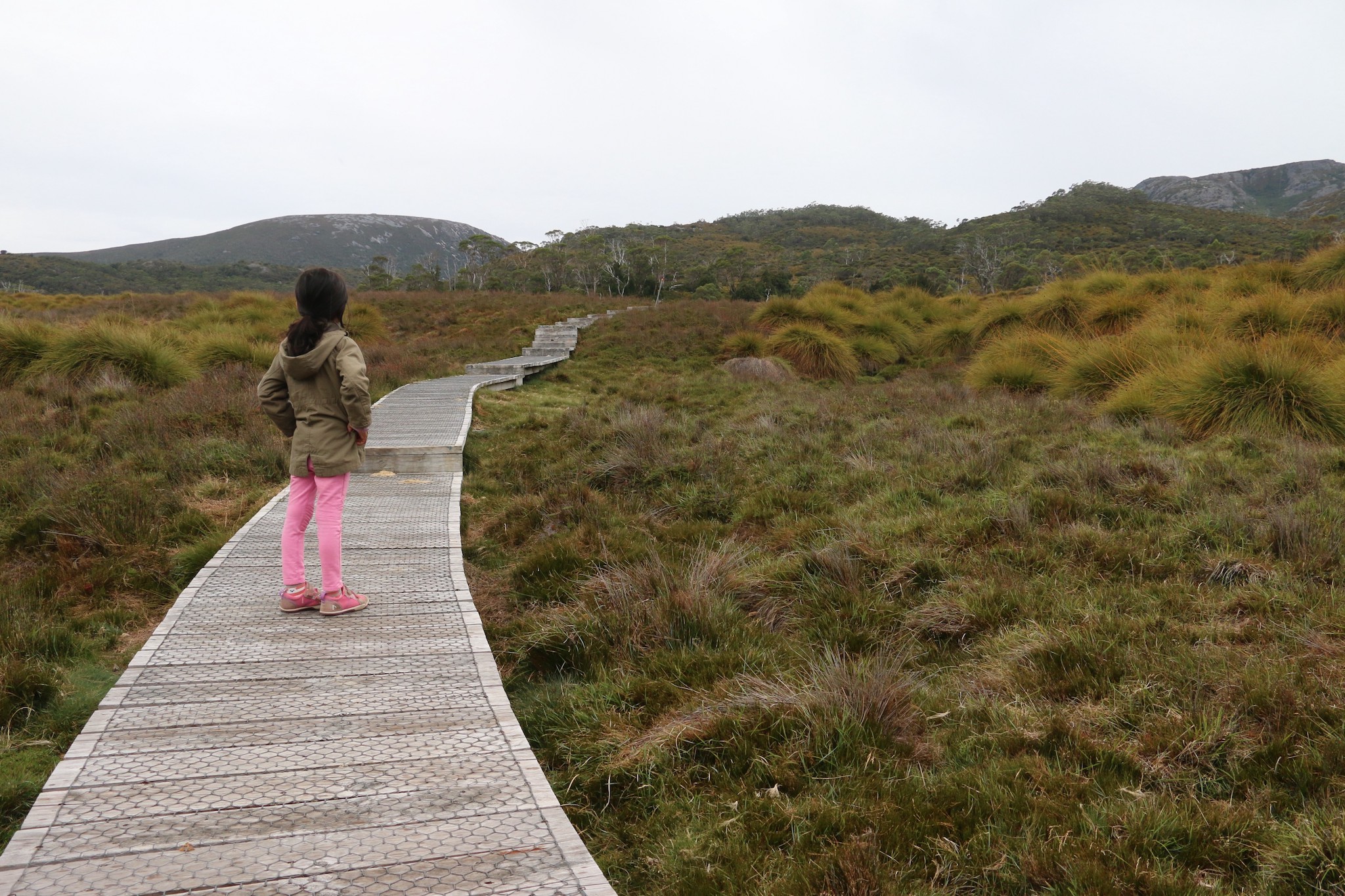 Ronny Creek Boardwalk