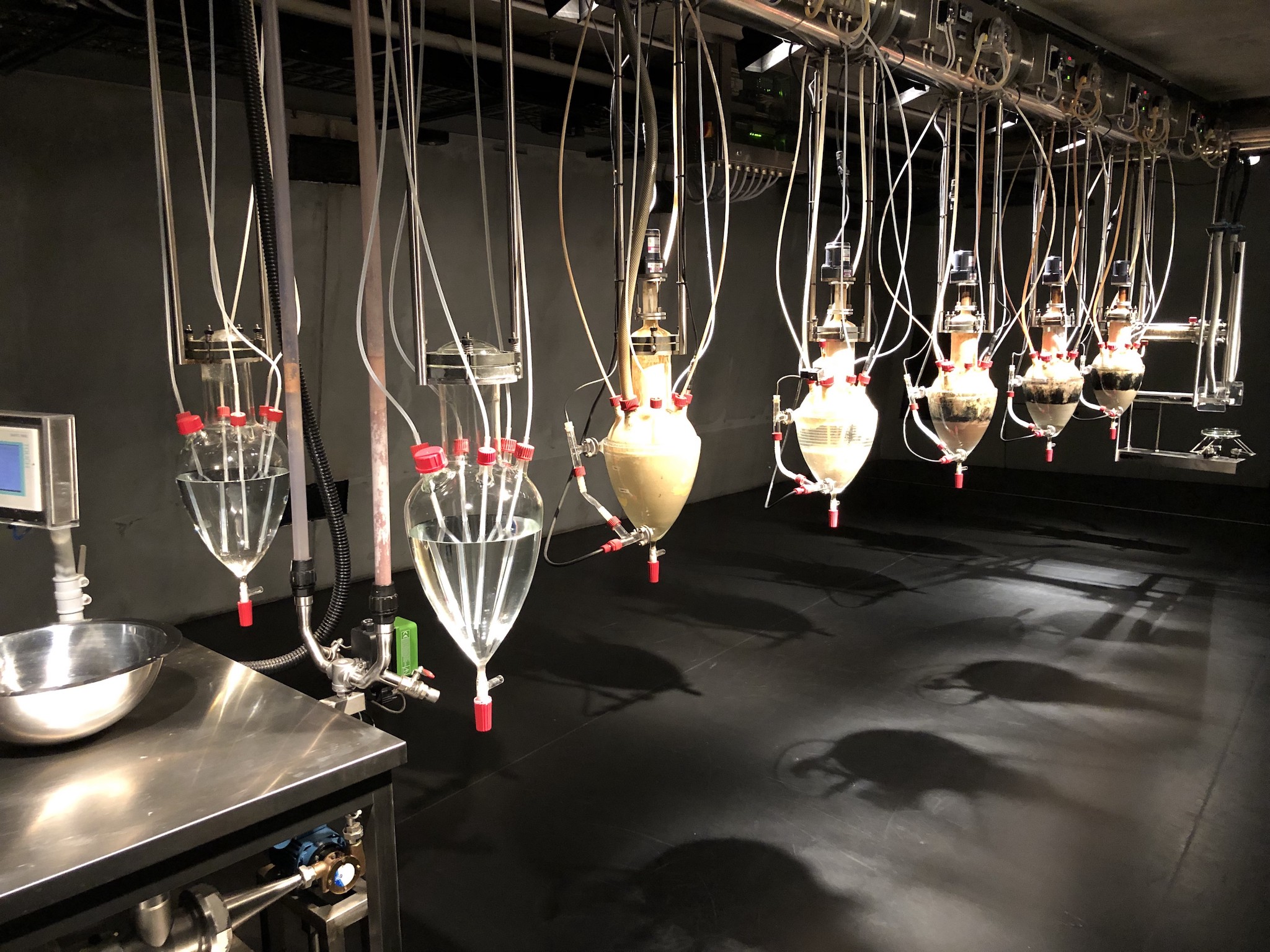 Cloaca