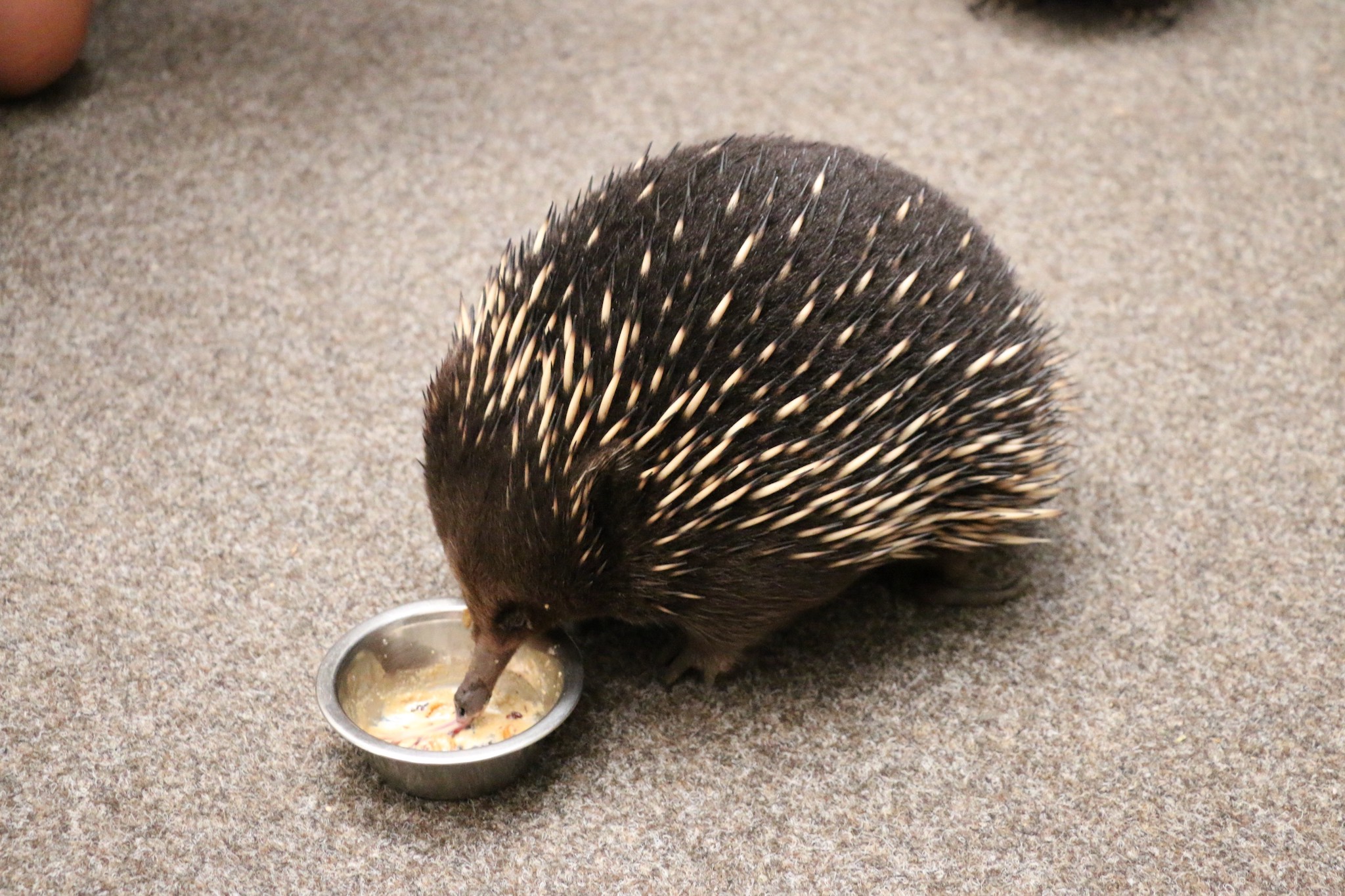 Echidna