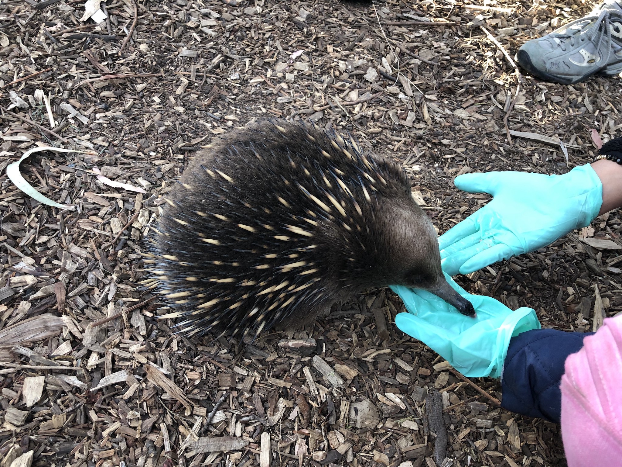 Echidna