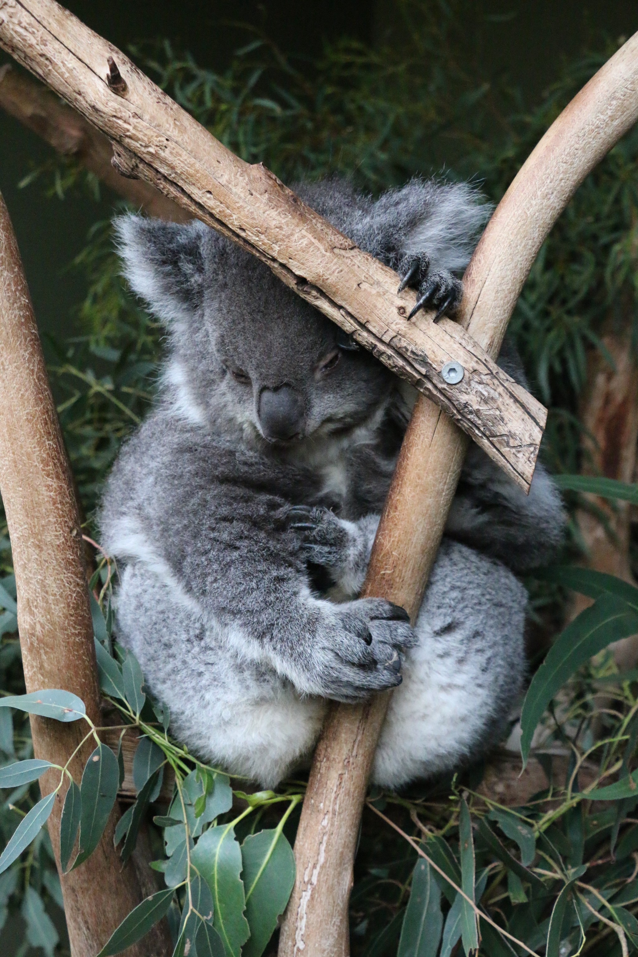 Koala
