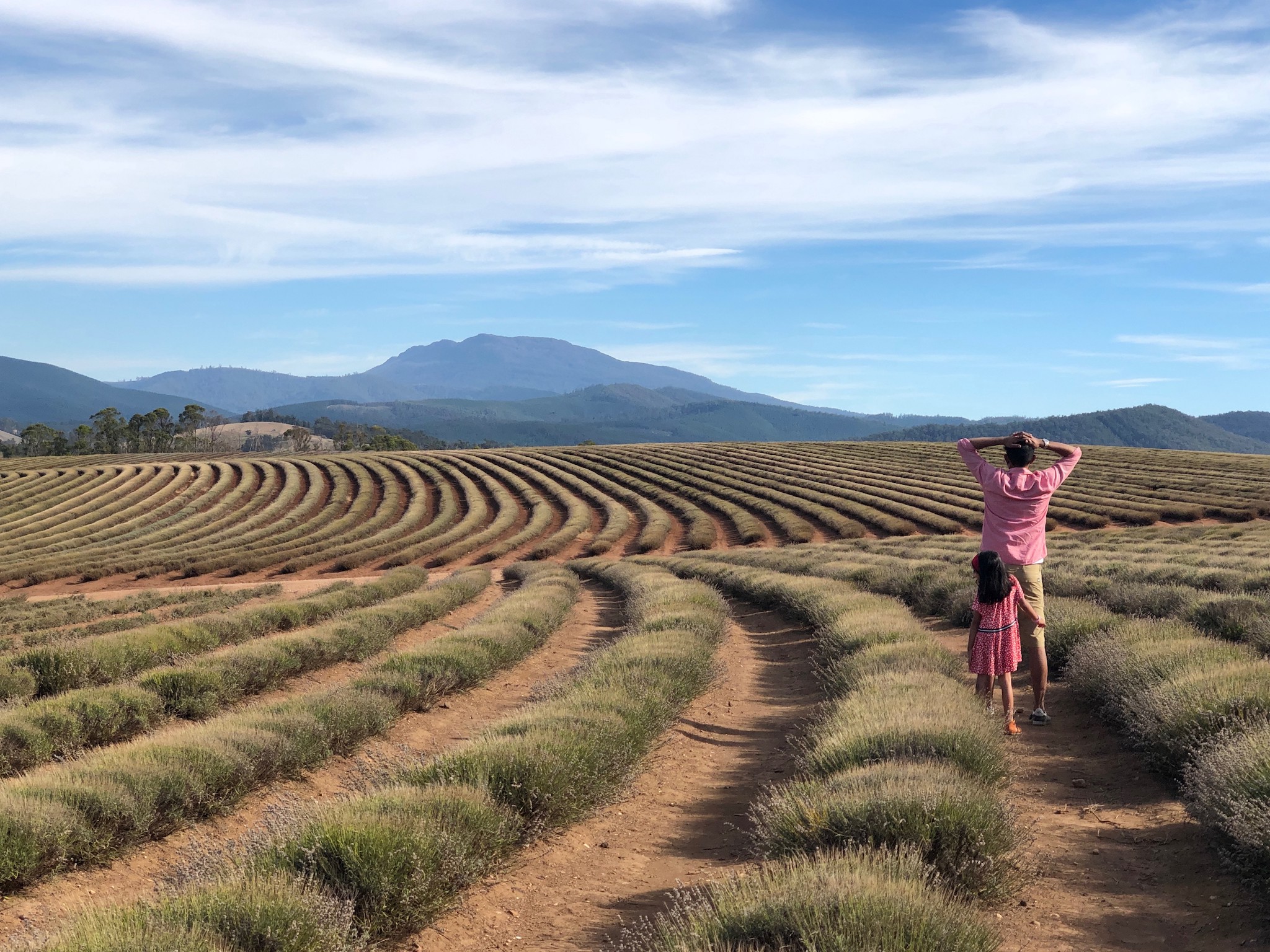 Bridestowe Lavender Estate