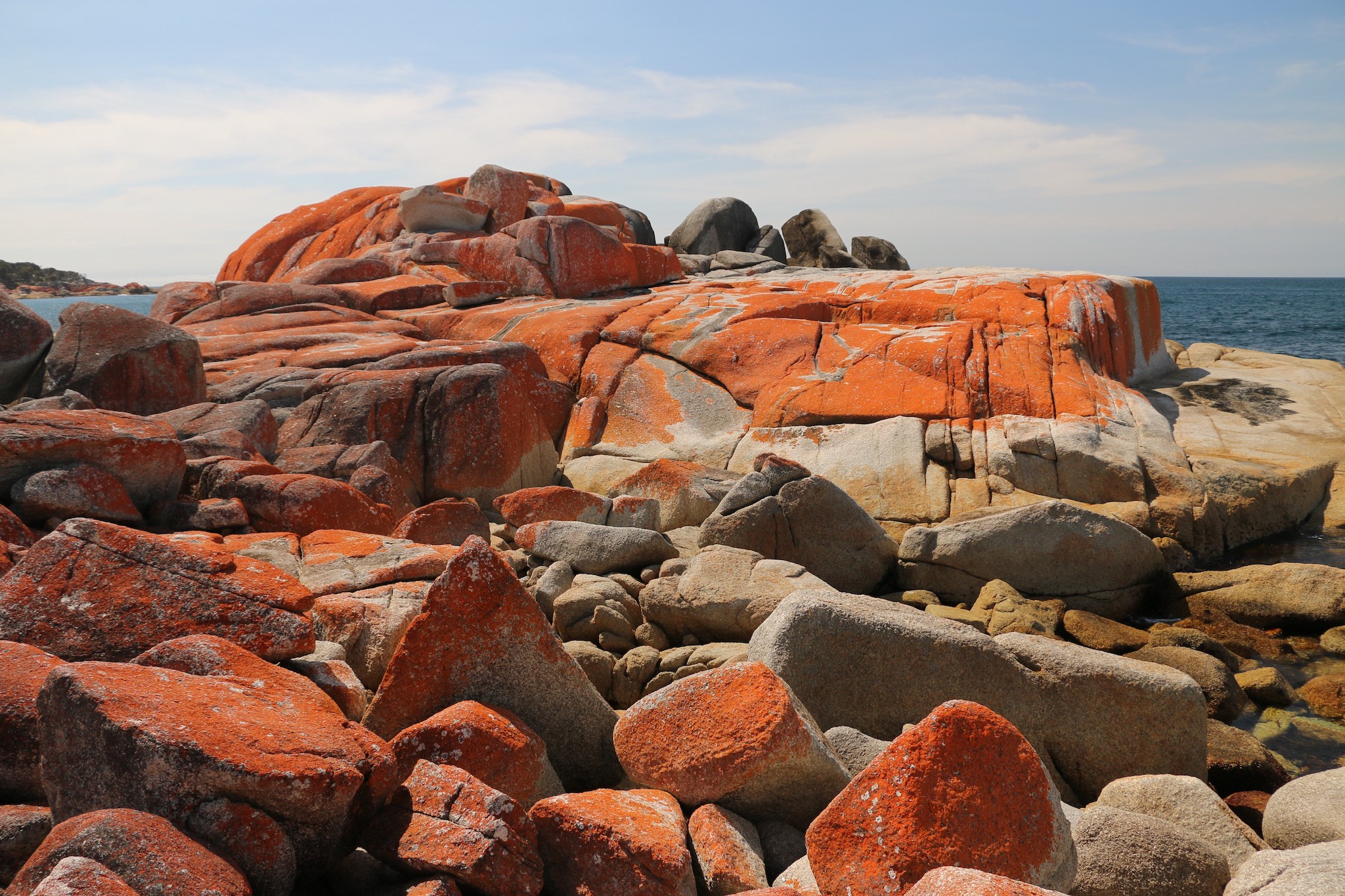 Red Lichen