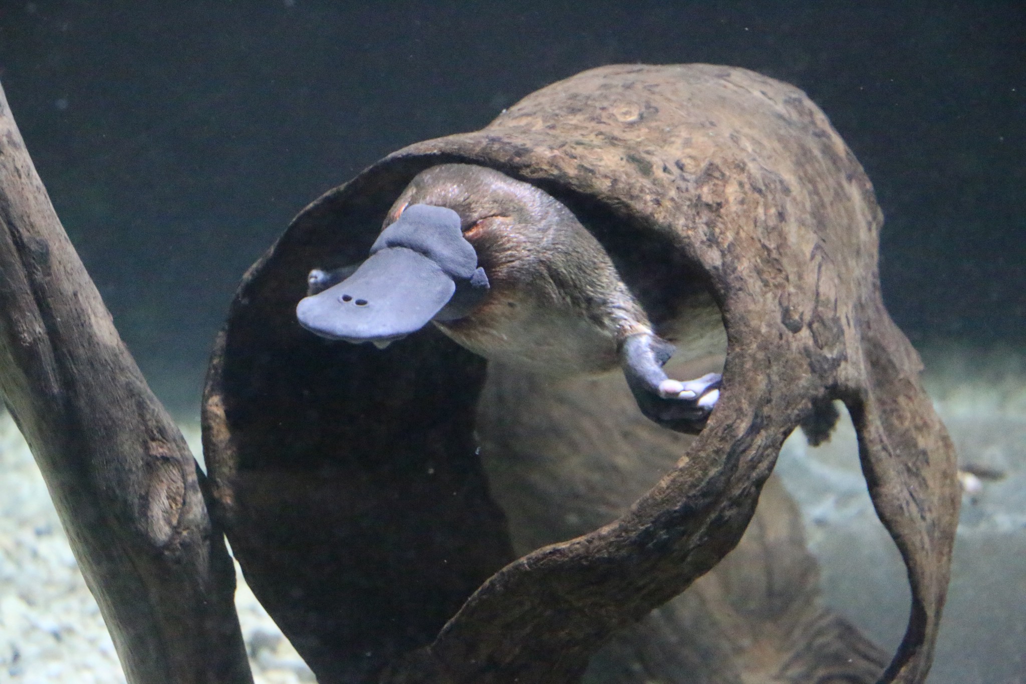 Platypus