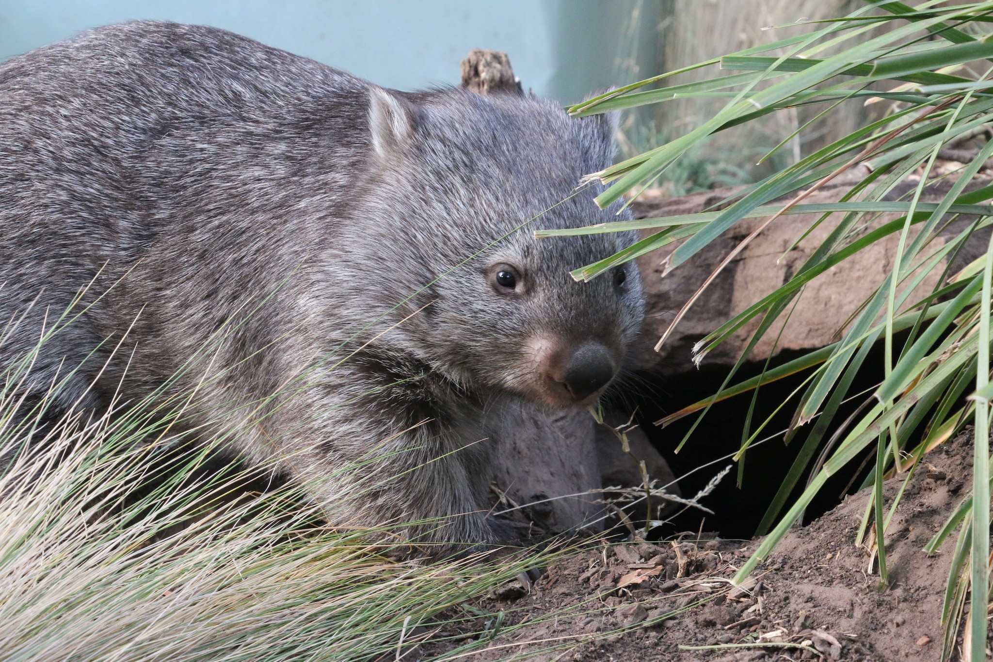 Wombat