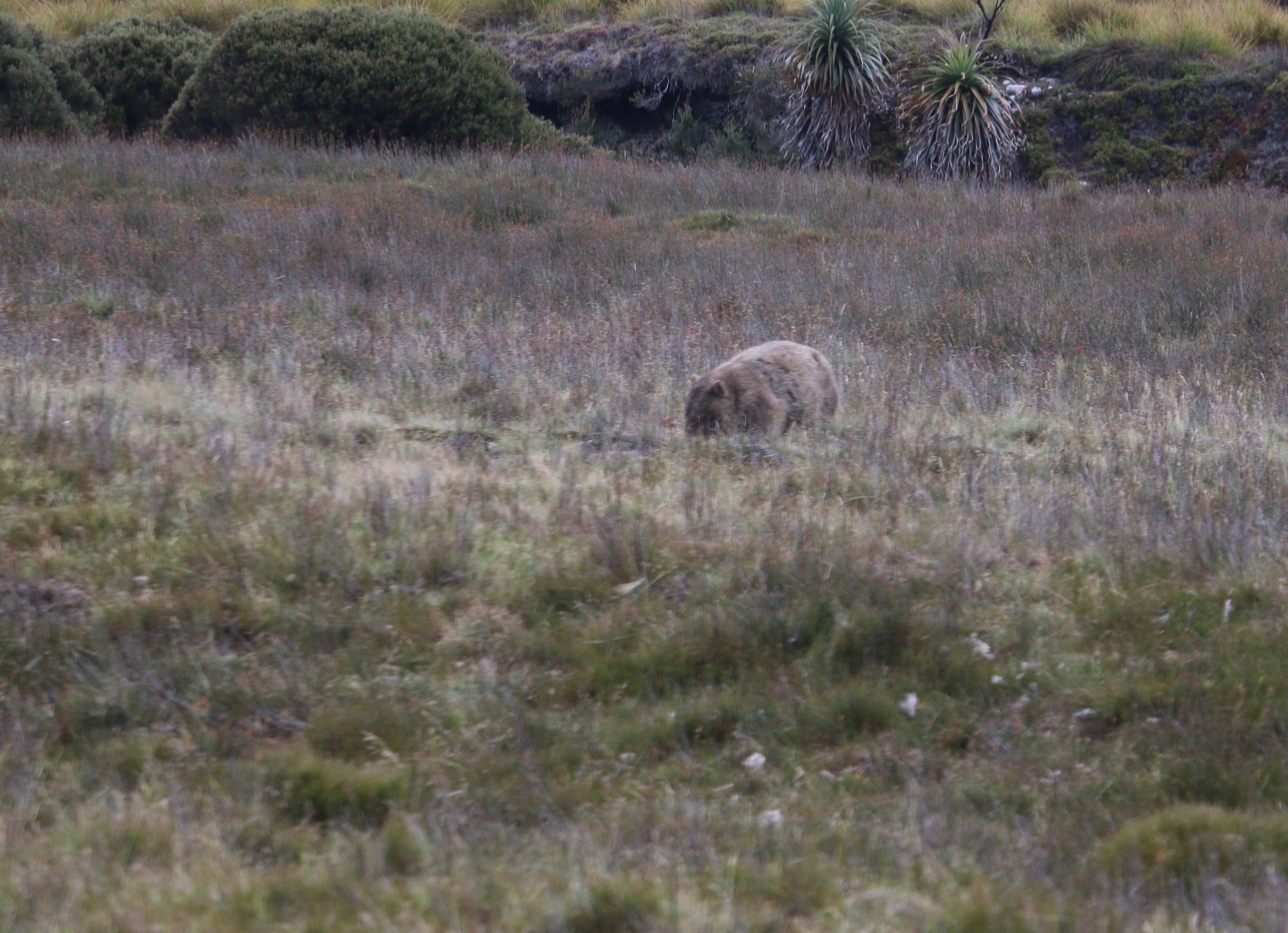 Wombat